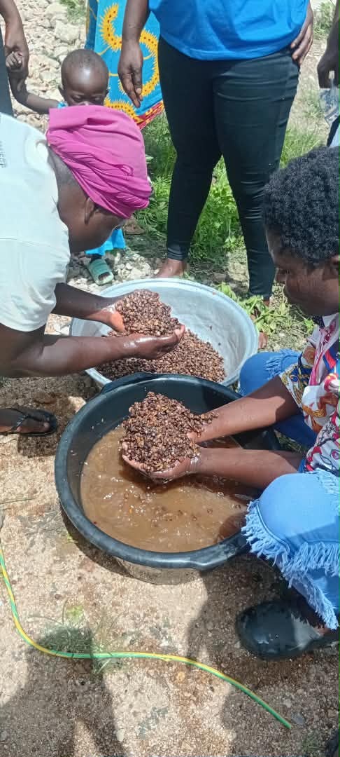 Processing groundnuts